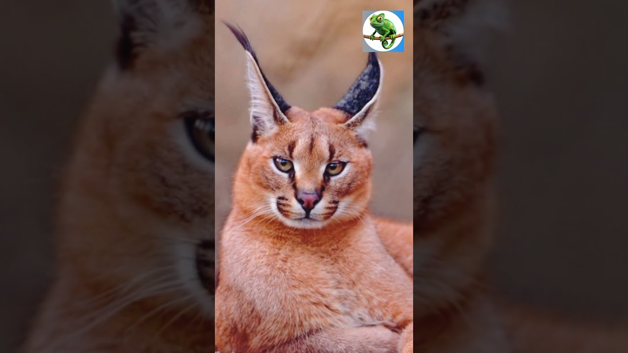 Rare Cat Caracal 🐈 | The Desert Lynx with Amazing Hunting Skills | The Rare Zoo"