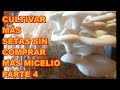 HONGOS O SETAS (PARTE 4), COMO OBTENGO MÁS SETAS SIN COMPRAR MICELIO