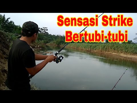 Mancing ikan keting/sengek sehabis hujan, ternyata dapat banyak Broo..