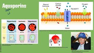 IBDP Biology Topic B2.1 Membranes and transport lecture