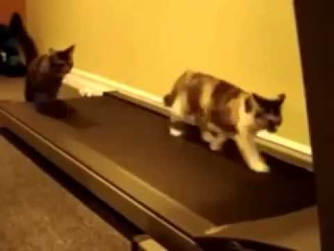 قطة تلعب رياضة هههه Funny Cat Plays Sports