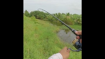 Lưỡi câu cá lóc hột mít, đóng là lụm #caucaloc #vinhrom