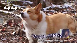 Top 10 AKC Dogs Bonus