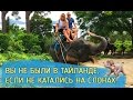 Катание на слонах: Вы не были в Таиланде, если не катались на слонах! 18+