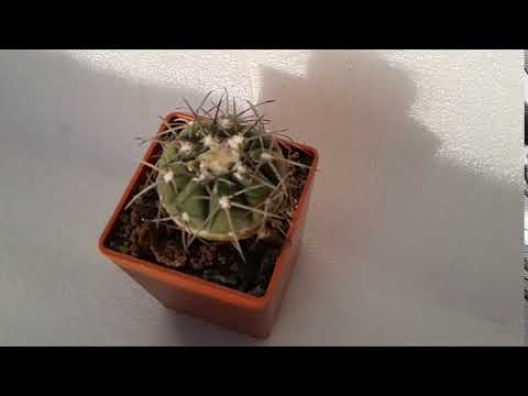 Video: Kaktus Apa Itu Hymnocalycium?