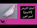 بالصور والأسماء انواع وألوان وطفرات الجاوا فينش