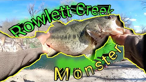 Monster fish at Rowlett Creek? White Bass watch out!