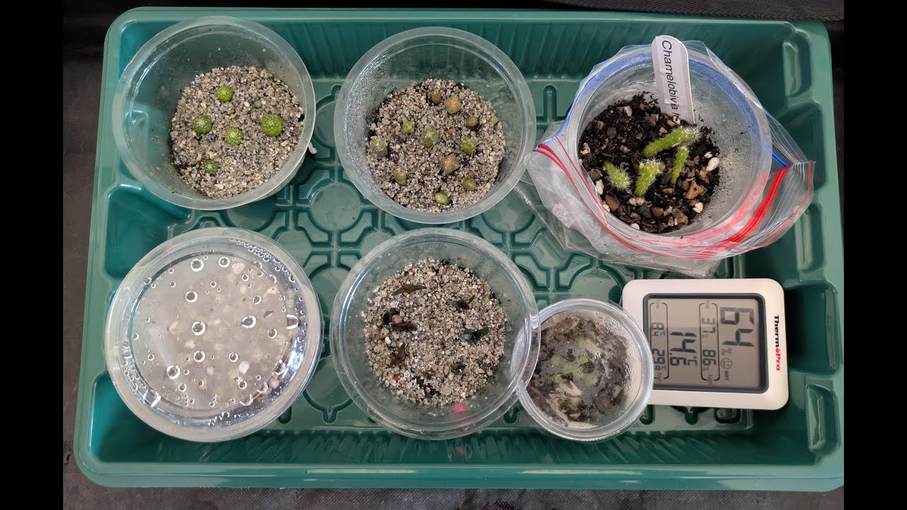 Slow growing cactus seedlings inculding Strombocactus and Ariocarpus
