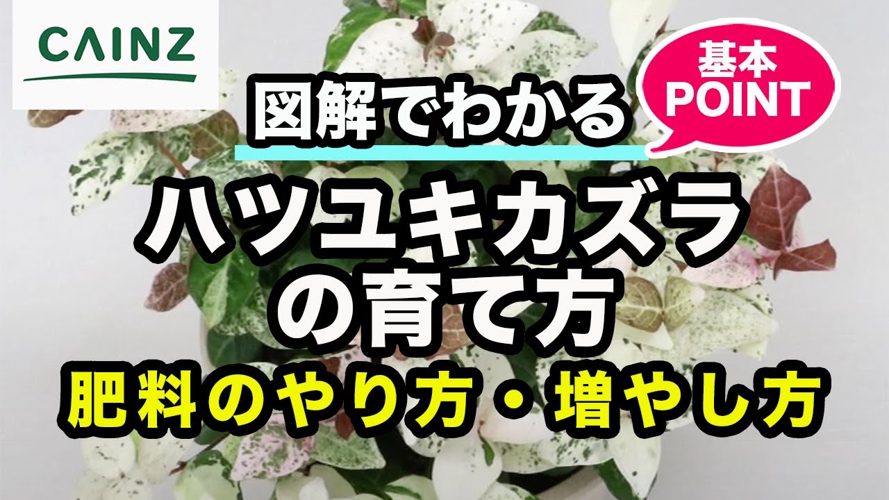 ハツユキカズラ 初雪カズラ の育て方 カインズ植物図鑑 Youtube