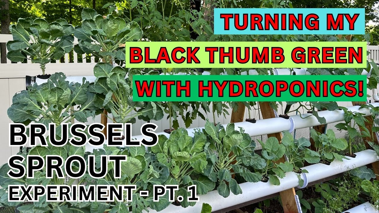 Starting the Brussels Sprouts Experiment 🌱 | Black Thumb Green Hydroponics