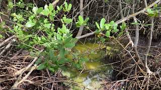 Weedon Island Preserve Hike - Gopher Tortoise