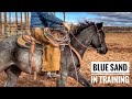 BLUE SAND- MID POINT OF HER 90 RIDE START | ARENA RIDING #coltstarting #horseman