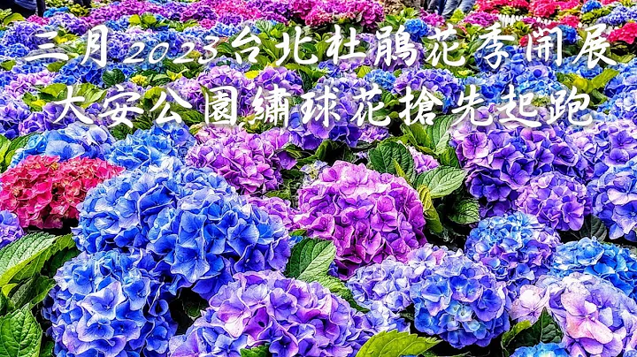 三月2023台北杜鵑花季開展大安公園繡球花搶先起跑 - 天天要聞