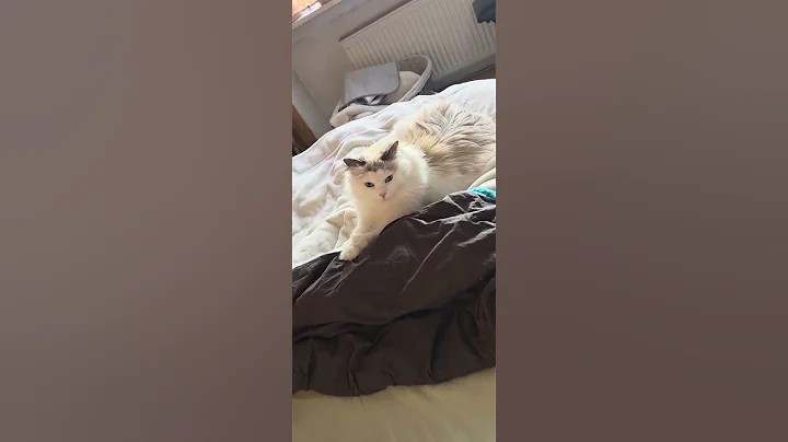 Video 11365331: cat cute play funny