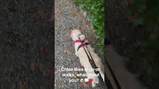 Chloe likes to walk 🐶❤️ #dogs #dogshorts #dogsofyoutube #cutedogs #funnydogs #dogowner #pets #fyp