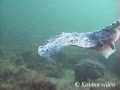 © Морская лисица, шиповатый скат (Raja clavata) // Thornback ray