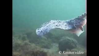 © Морская лисица, шиповатый скат (Raja clavata) // Thornback ray