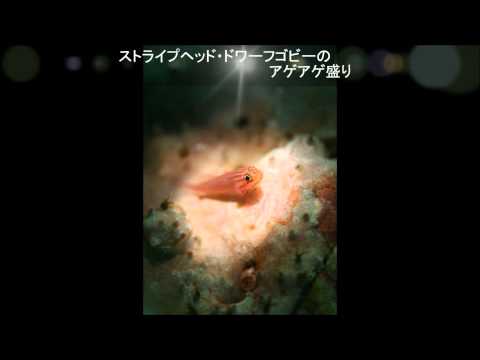 2015上方水中映像祭り出展作品　「マクロ命の３分クッキング」