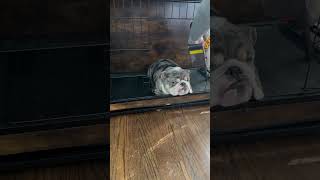 Vacuum Fails to Faze a Cozy Dog
