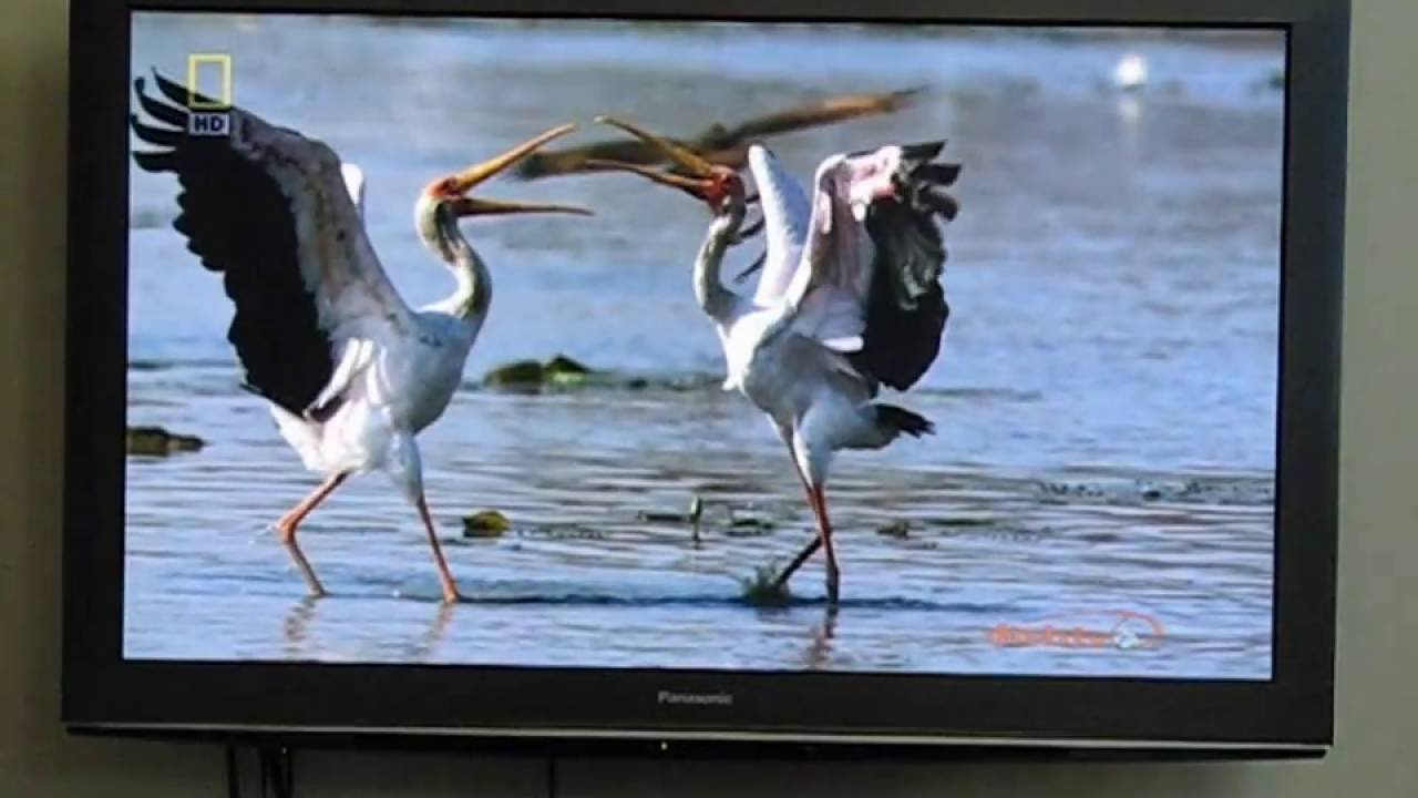 Plasma Tv & DTH HD Connection...