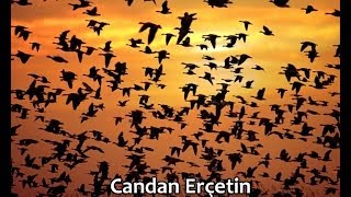 Candan Erçetin | Milyonlarca Kuştuk Resimi