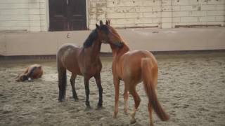 Corporate Story Van De Hollandsche Manege