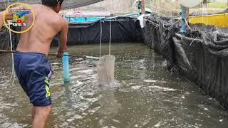 Cat fish feed