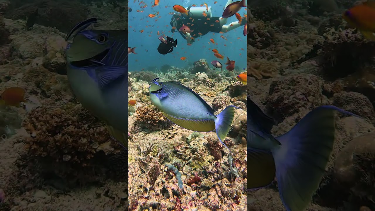 The bignose unicornfish changes colour to signal that he wants a good ol cleaning 