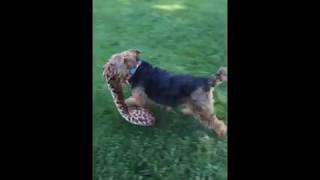 WELSH TERRIERS GINGER & NUTMEG FIND A BIG SNAKE! by WireFoxRescueMidwest 1,222 views 6 years ago 2 minutes, 4 seconds