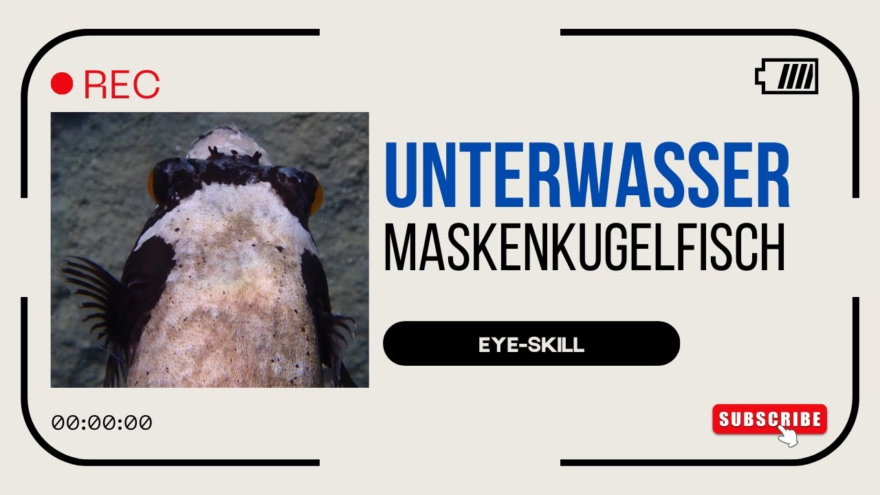 Unterwasser 🤿📷🐟 Masken-Kugelfisch