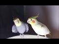 Singing cockatiel compilation