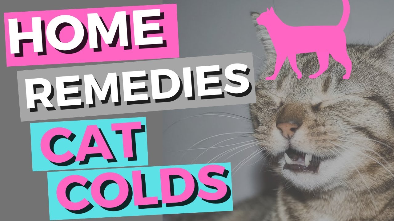 home remedies for cat colds