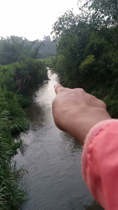 Ikannya Sedang Melancong #mancing #mancingsungai #fishing #mancingceria #ikan #mancingmania #trend