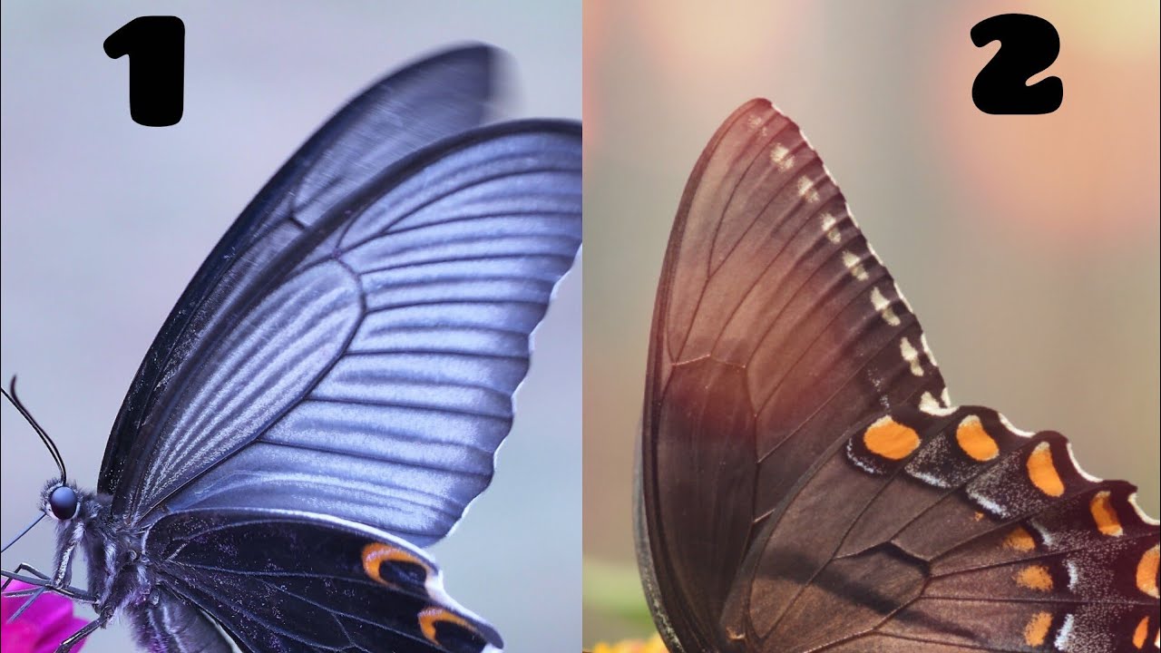 உங்கள் நபரின் தற்போதைய  உணர்வுகள்#decksandvibestarot #tarot 