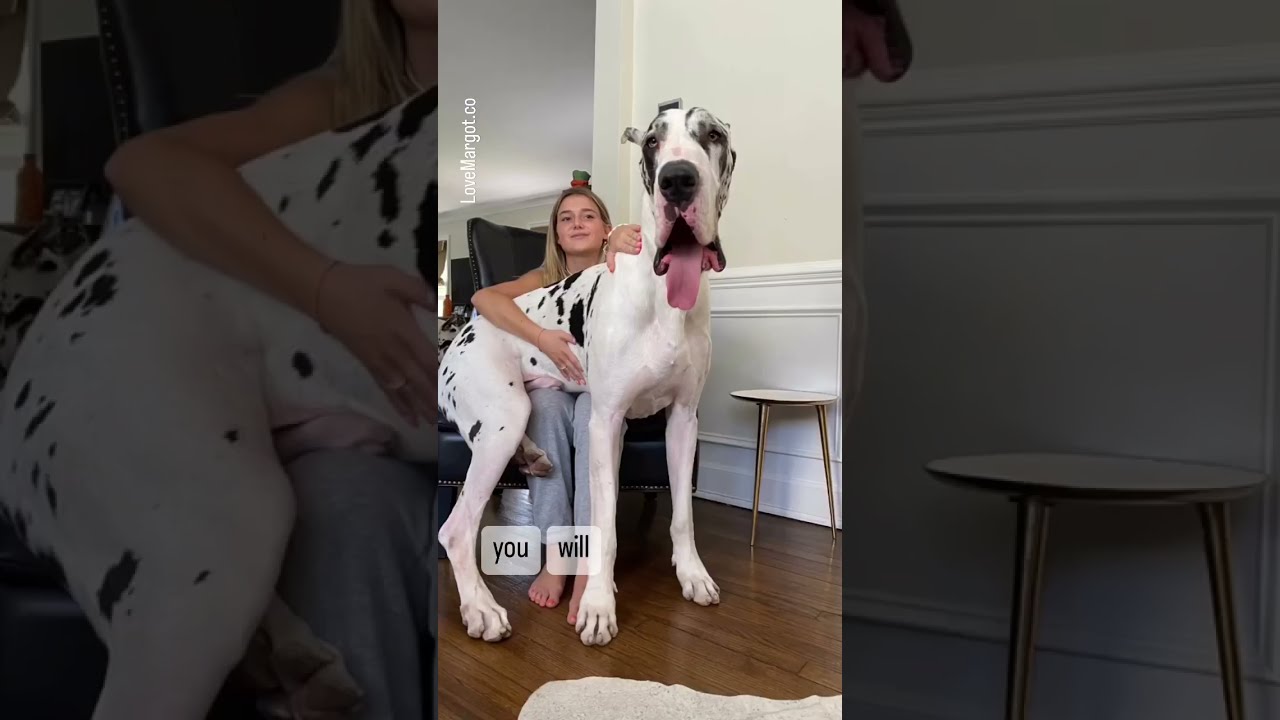 Great Dane Puppy GIANT Greatdanes Barked Shortfeed Cutepuppies
