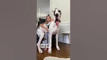 Great Dane Puppy GIANT Greatdanes Barked Shortfeed Cutepuppies 