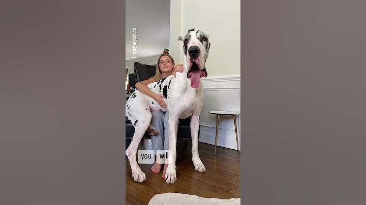 Great Dane Puppy ➡️ GIANT #greatdanes #barked #shortfeed #cutepuppies