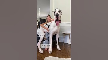 Great Dane Puppy ➡️ GIANT #greatdanes #barked #shortfeed #cutepuppies