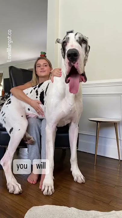 Great Dane Puppy ➡️ GIANT #greatdanes #barked #shortfeed #cutepuppies