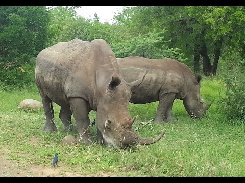 Vídeo: Hluhluwe-Imfolozi Park, Sud-àfrica: La guia completa