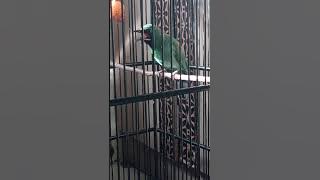 Suara cucak ijo isian jalak suren