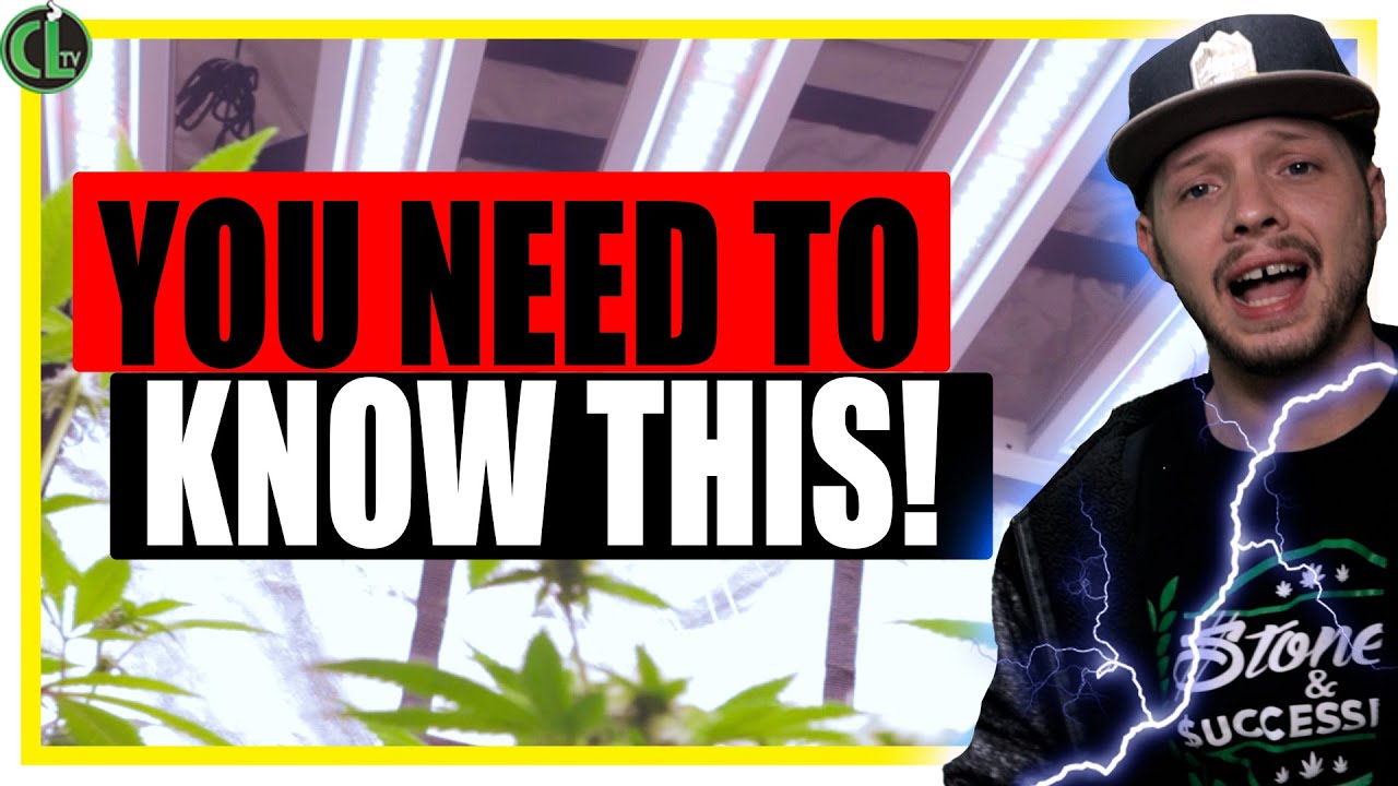 Most Important Things to Know About Grow Lights For Growing Weed - CLtv