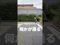 ねぇ？怖くない？　#shorts