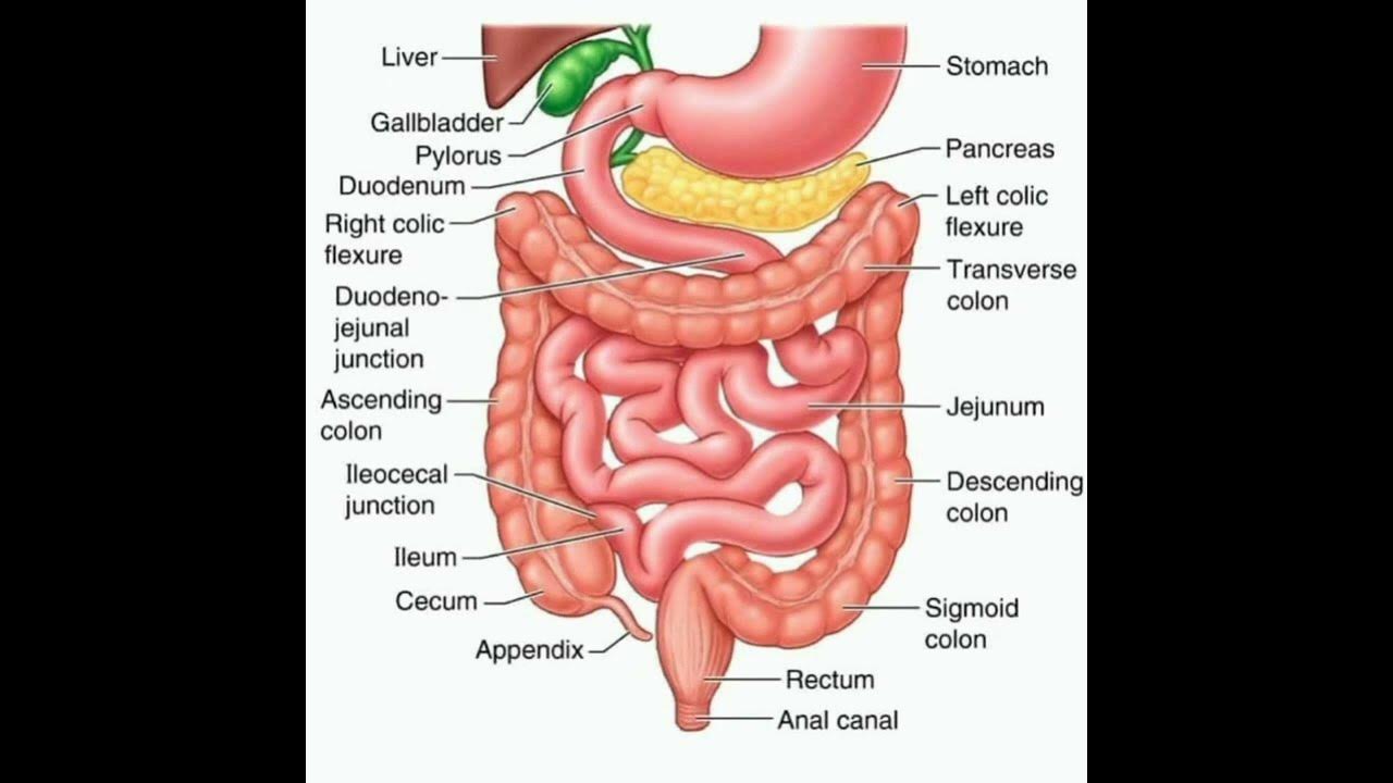 Последовательность кишечника человека. Пищеварительная система анатомия кишок. Желудок и кишечник анатомия. Схема ЖКТ человека рисунок. Анатомия органов пищеварительной системы Толстого кишечника.