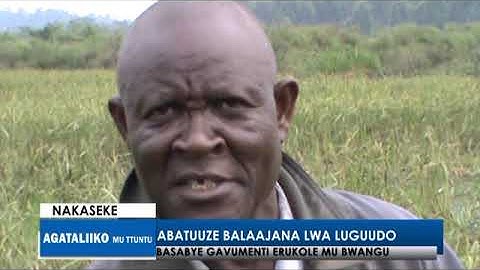 Abatuuze balaajana lwa luguudo