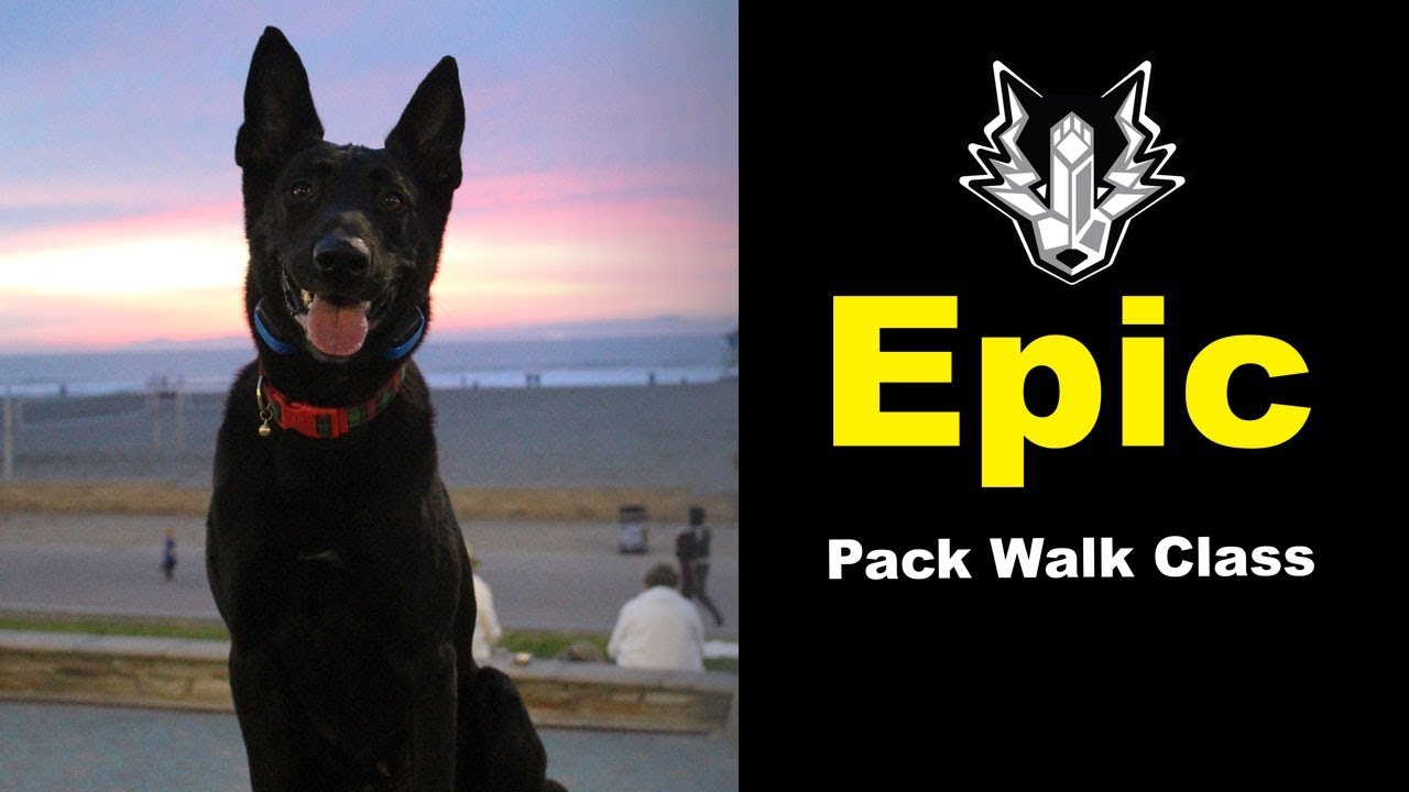 Is your dog impressive or embarrassing? Can you trust your dog in public at the dog beach? (#12) newport beach oregon
