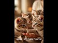 #cat #followers #funny #foryou #viral #viralshort #viralvideo #fypシ゚viral #fy #fyp