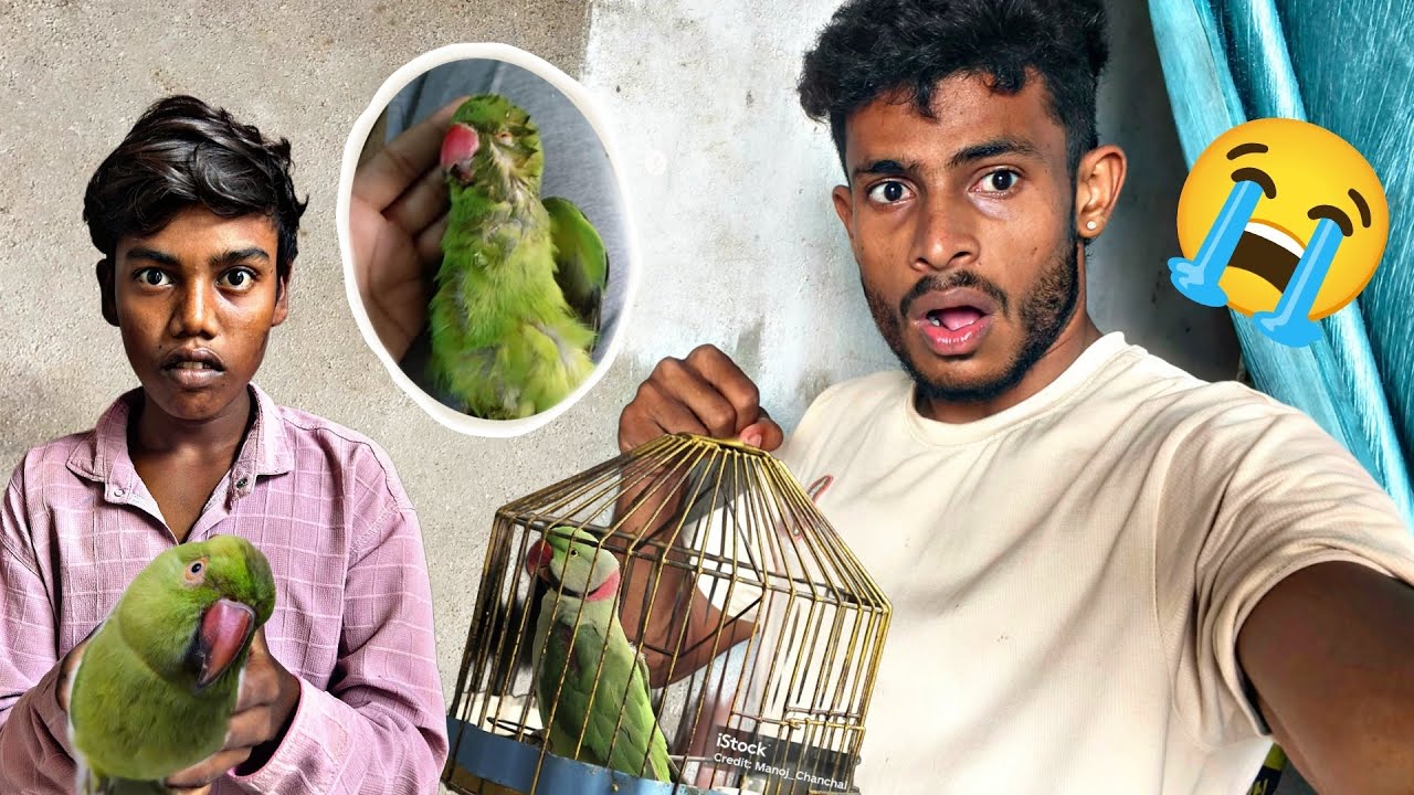 CHOTU KA PAROT NO MORE 😭 #mrdhanno