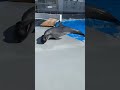 ドリフトドルフィン❗#shorts　　What happens if a dolphin slides