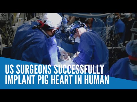 US surgeons successfully implant pig heart in human